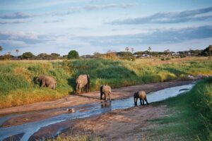 Tarangire National Park