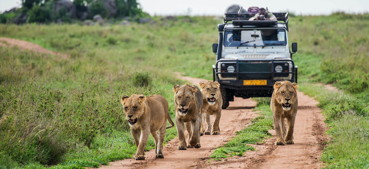 Tanzania Safari Booking 2025: The Ultimate Guide to Top Tour Plans, Destinations, and Travel Packages