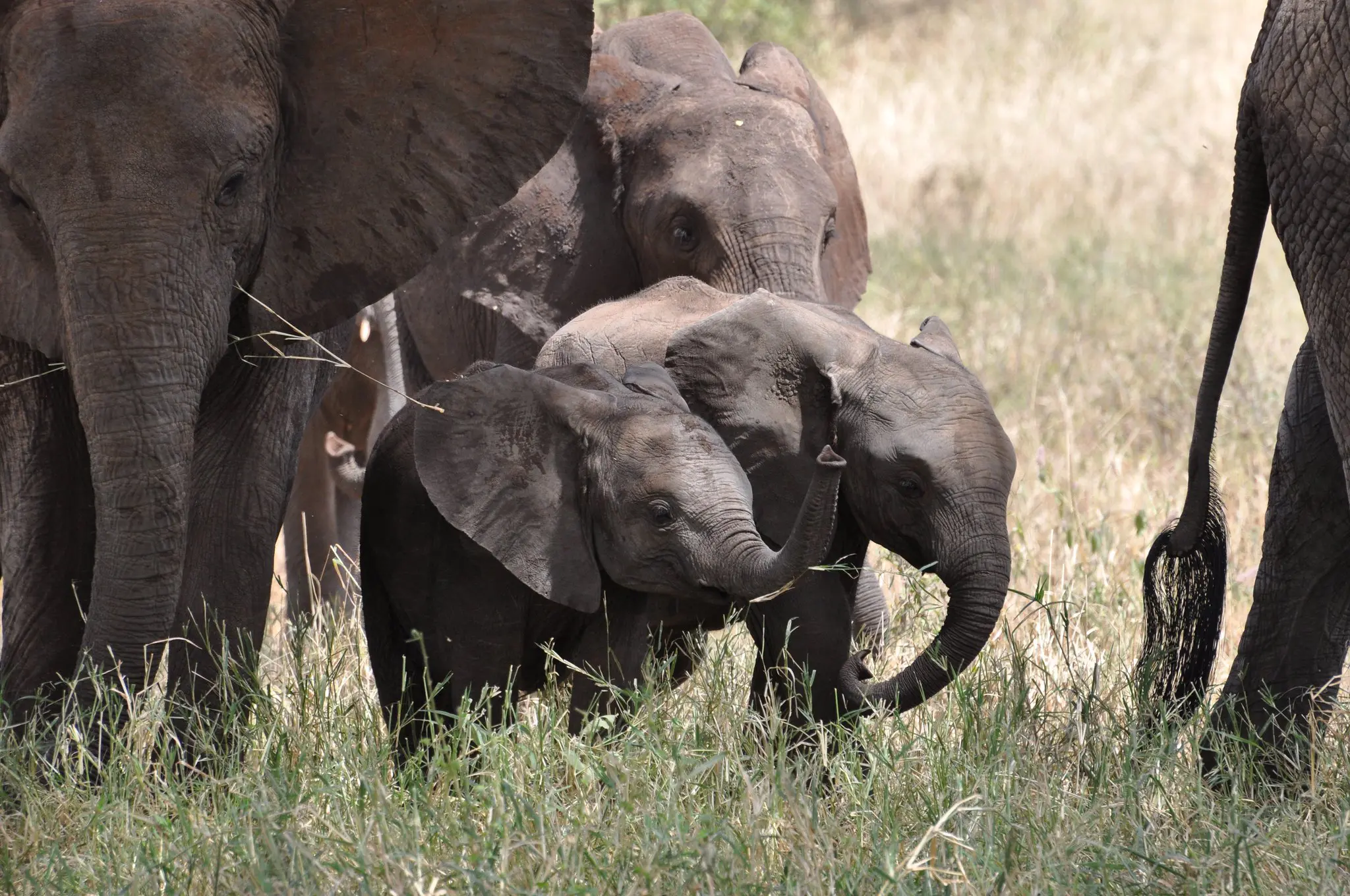 Elephants in Tarangire: A Rare Tale of Twin Births