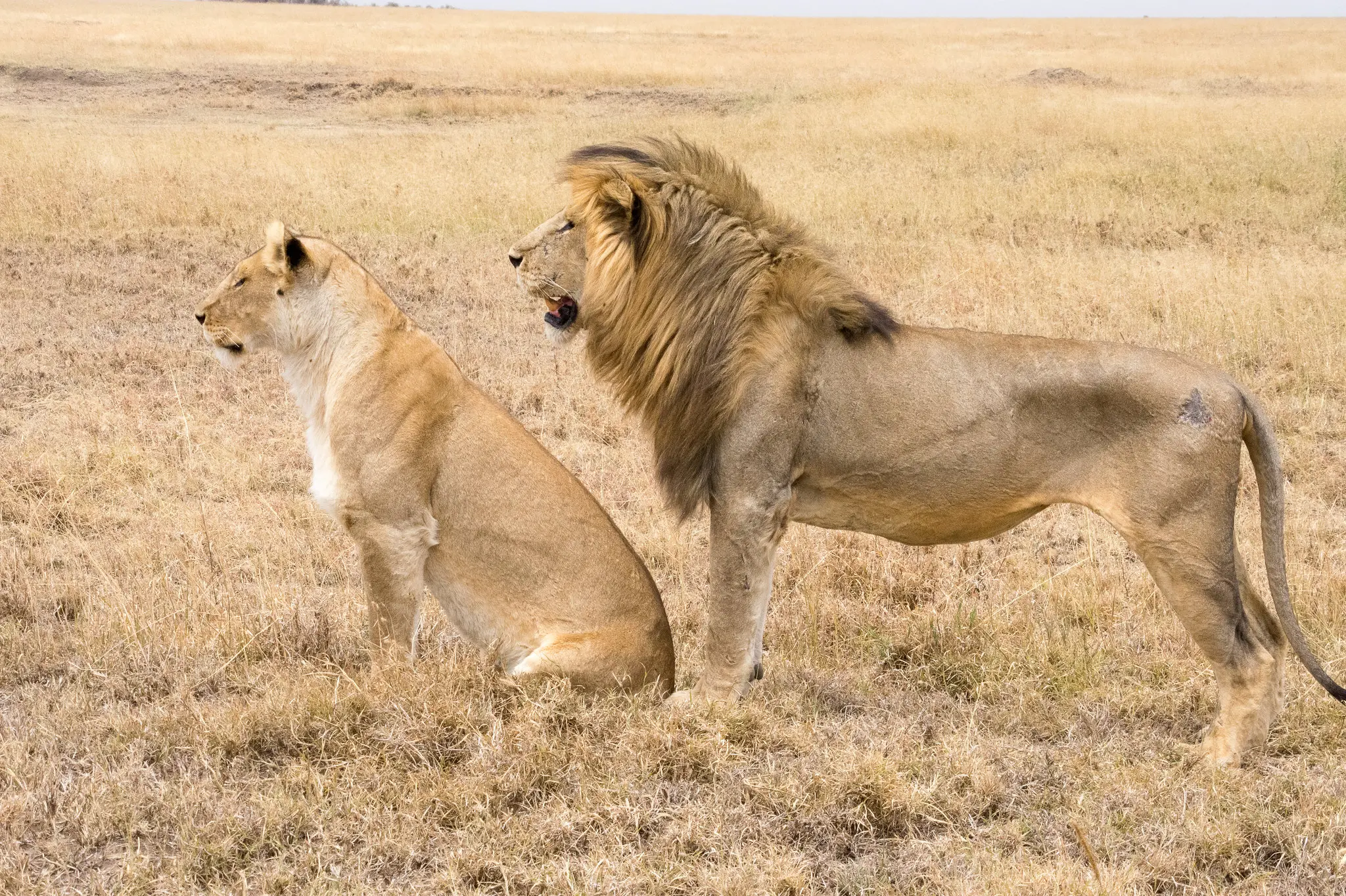 Lion With Canine Distemper in Serengeti and Masai Mara