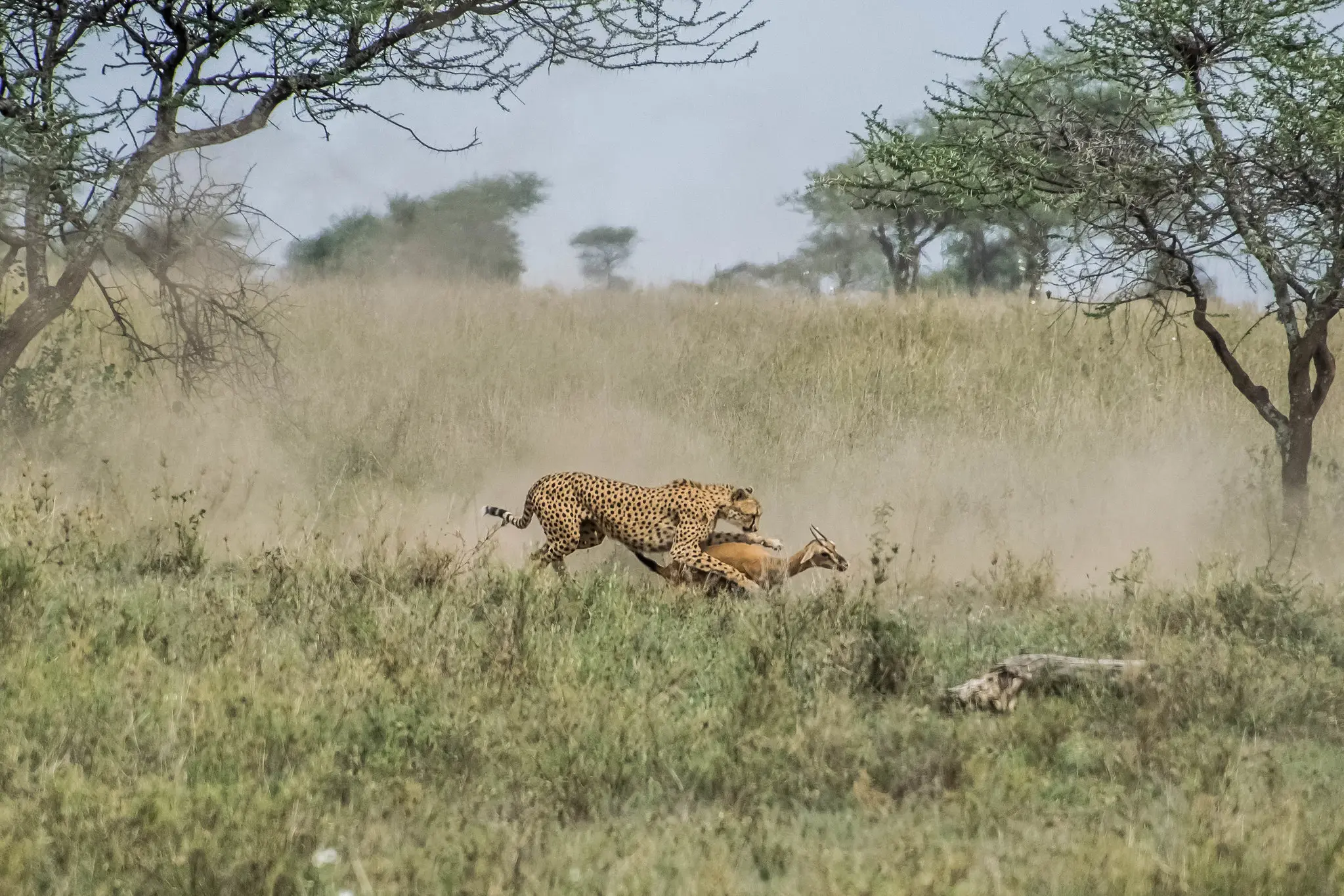 Serengeti National Park: Africa’s Crown Jewel of Wildlife Conservation