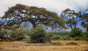 Sustainable Tourism in Tanzania