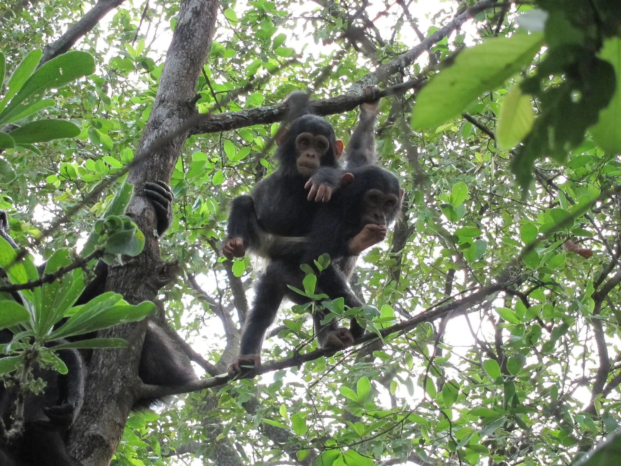 Tanzania’s Chimpanzees: Guardians of the Forests