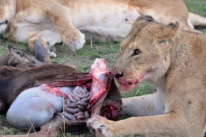 The Circle of Life-Lion Hunting for Food