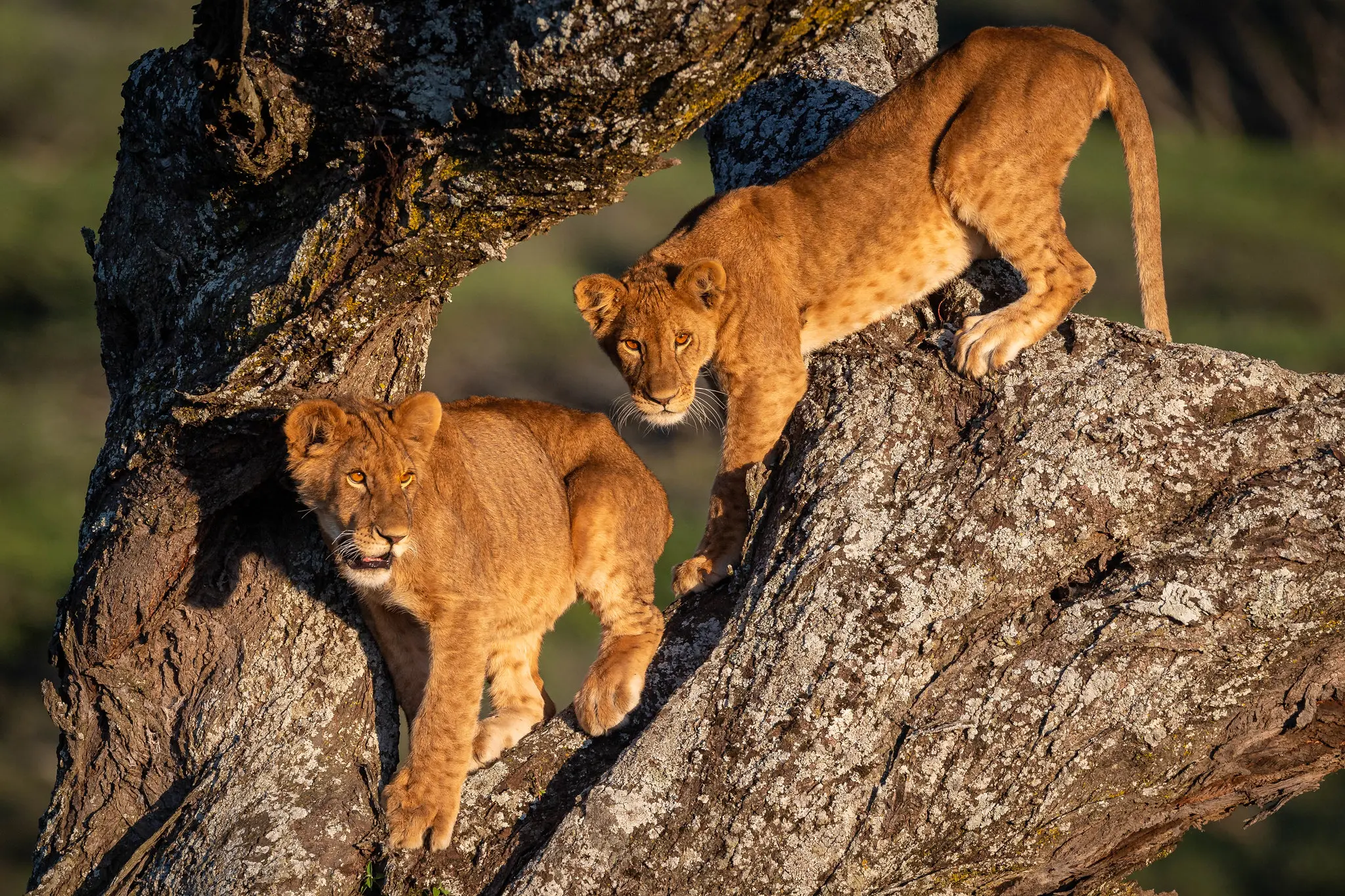 The Enigmatic Tree-Climbing Lions of Tanzania’s National Parks