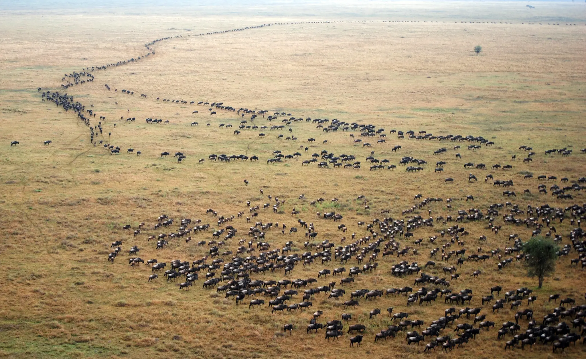 The Great Migration in Serengeti: Nature’s Most Epic Journey
