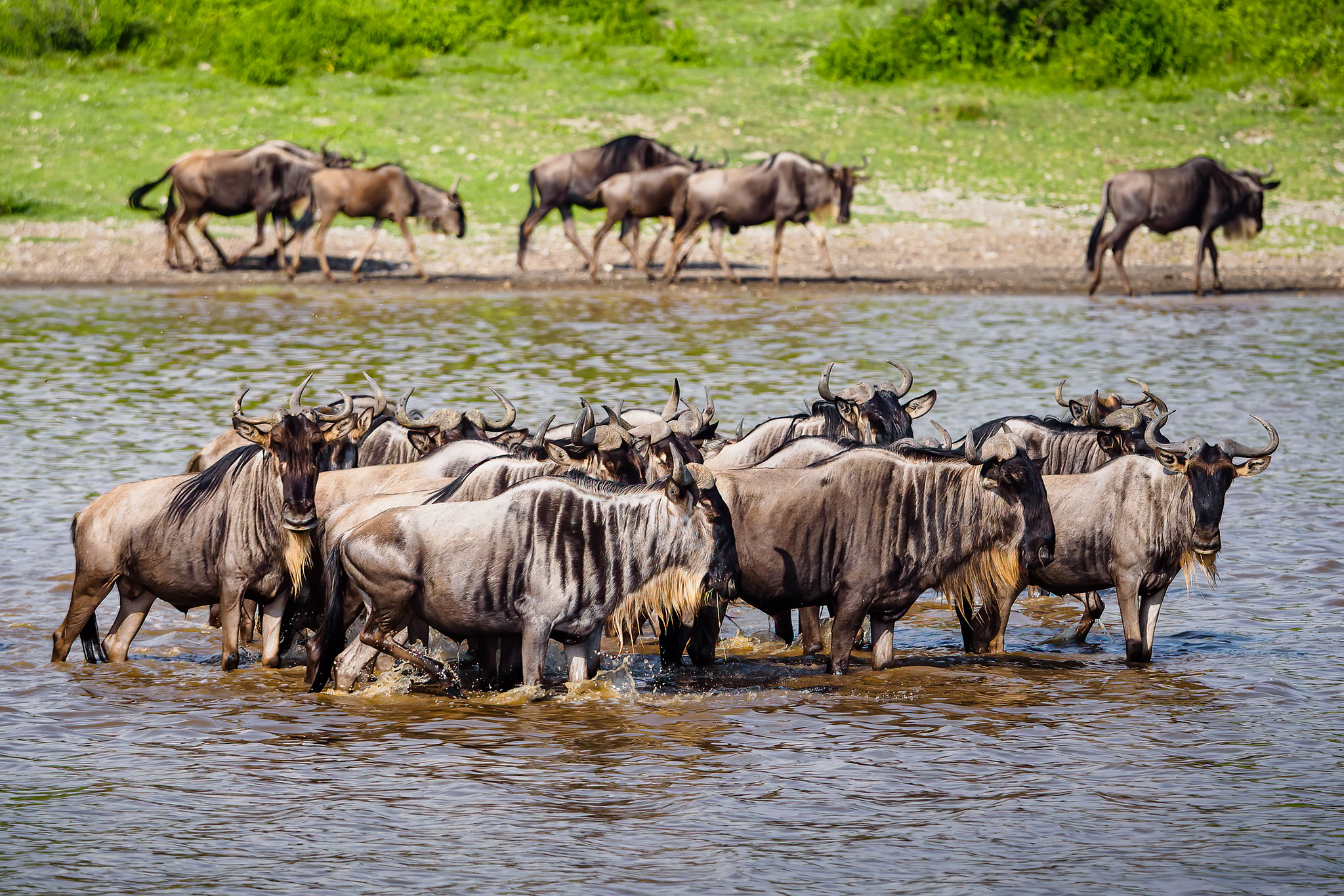 Top 10 Must-Experience Safari Tours for 2024