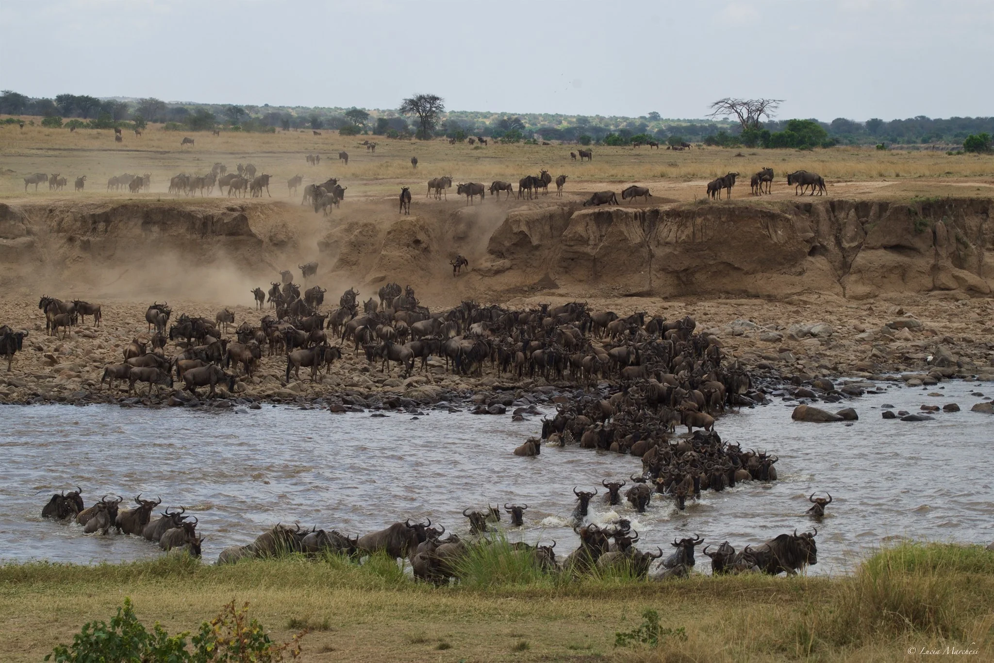 9 Days Wildebeest Migration Safari