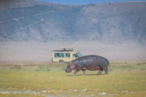 Hippo in Ngorongoro Crater